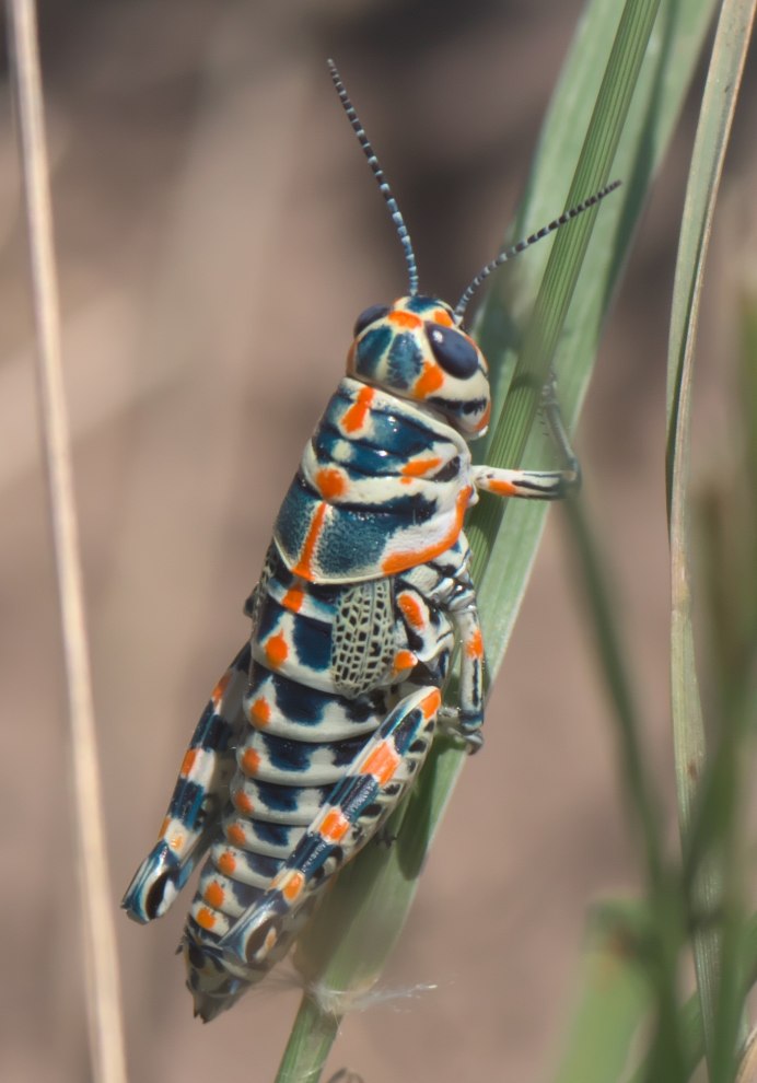 Радужный кузнечик Dactylotum bicolor
