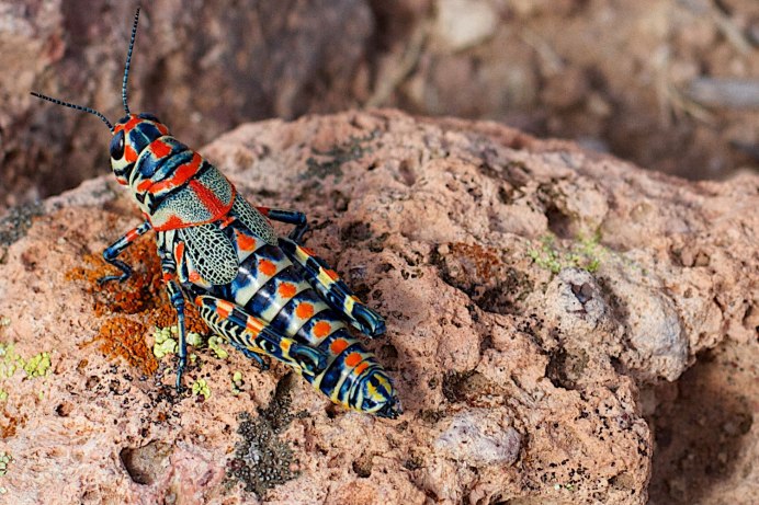 Радужная Саранча (Phymateus saxosus)