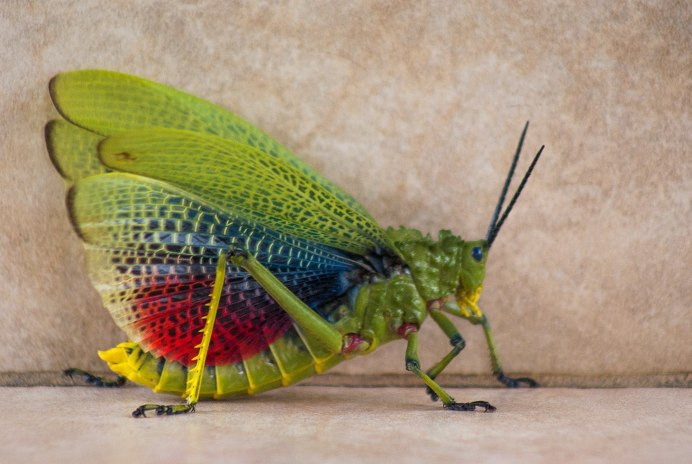 Кузнечик Dactylotum bicolor