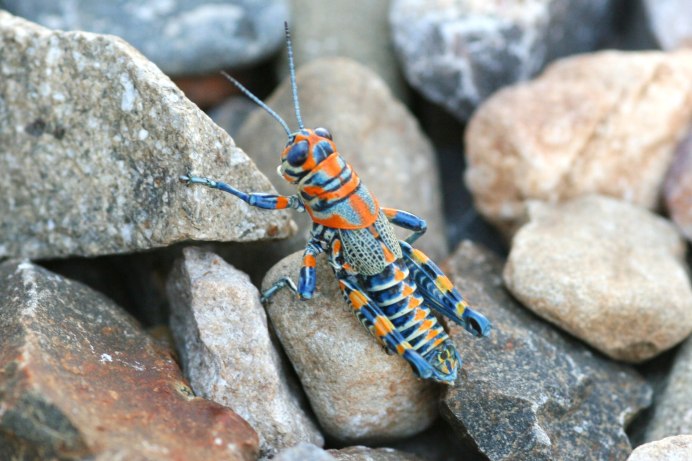 Кузнечик Dactylotum bicolor