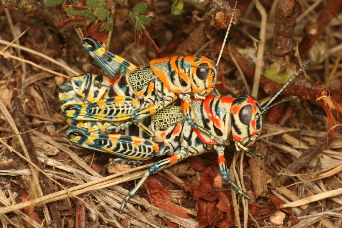 Zonocerus elegans