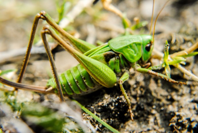 Phymateus viridipes