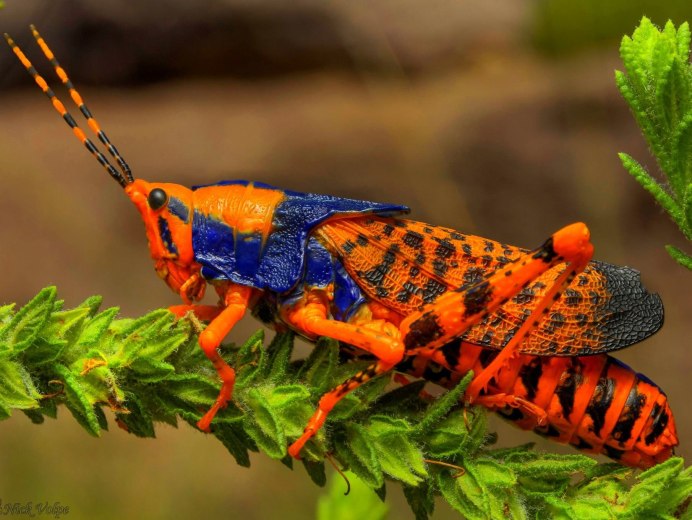 Кузнечик амбликорифа (Amblycorypha oblongifolia)