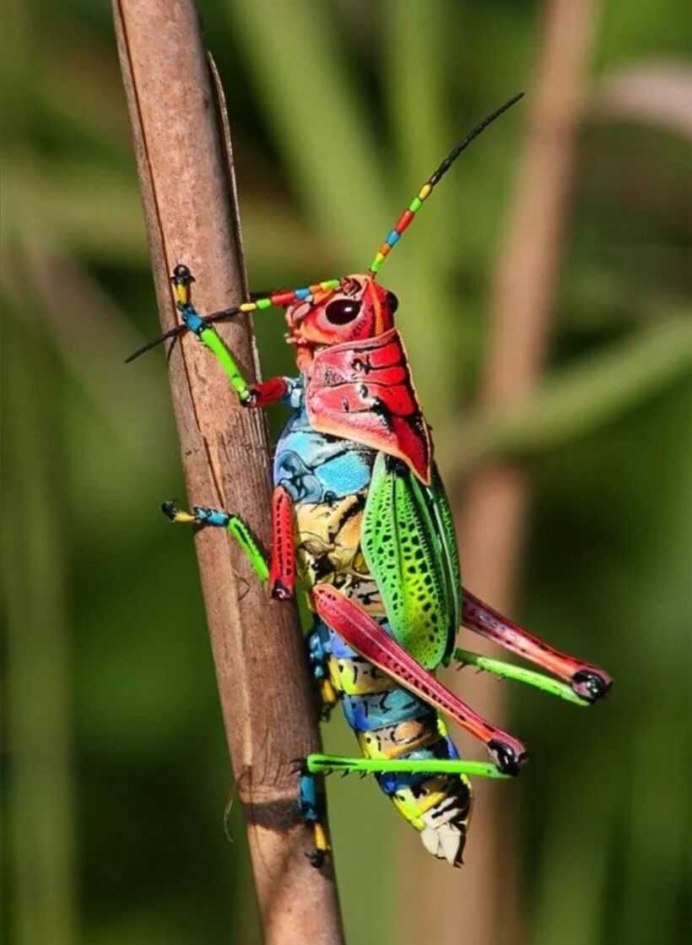 Радужный кузнечик Dactylotum bicolor