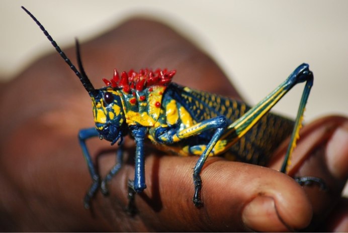 Радужный кузнечик Dactylotum bicolor