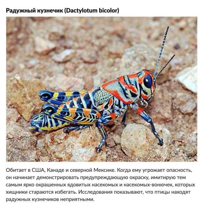 Кузнечик Dactylotum bicolor