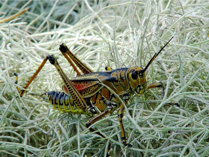 Кузнечик Dactylotum bicolor