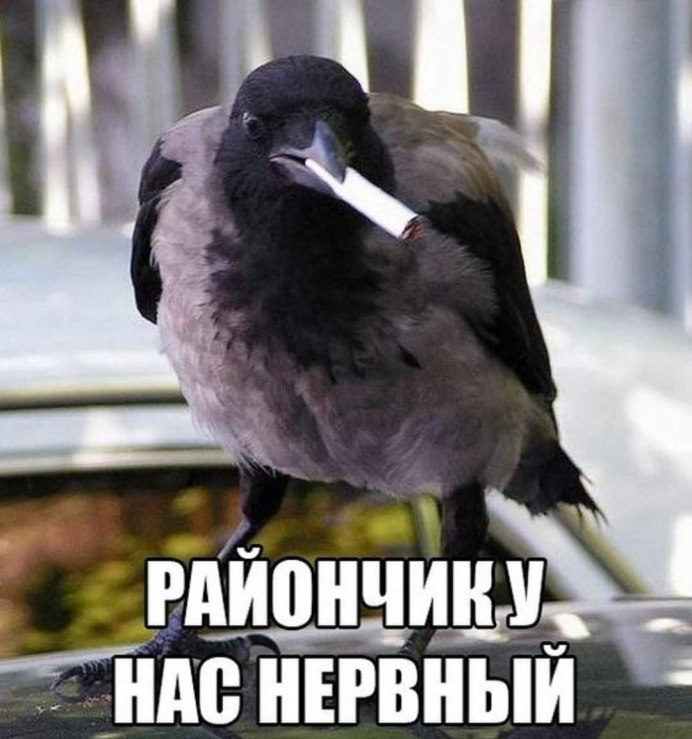 Птица с сигаретой фото