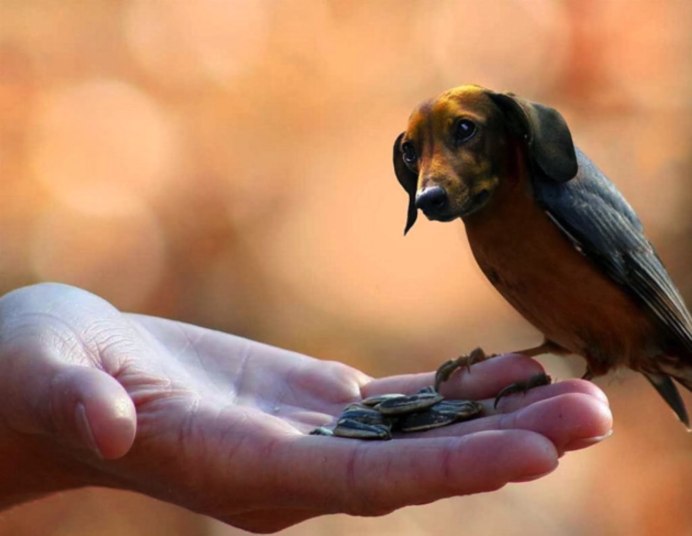 Красивые кадры птиц