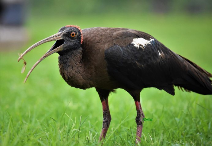 Птицы и мусор