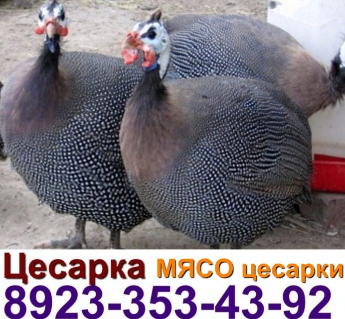 Загорская белогрудая цесарка