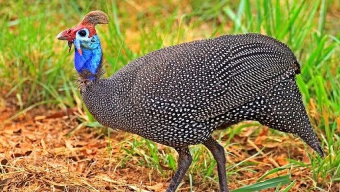 Цесарка птица