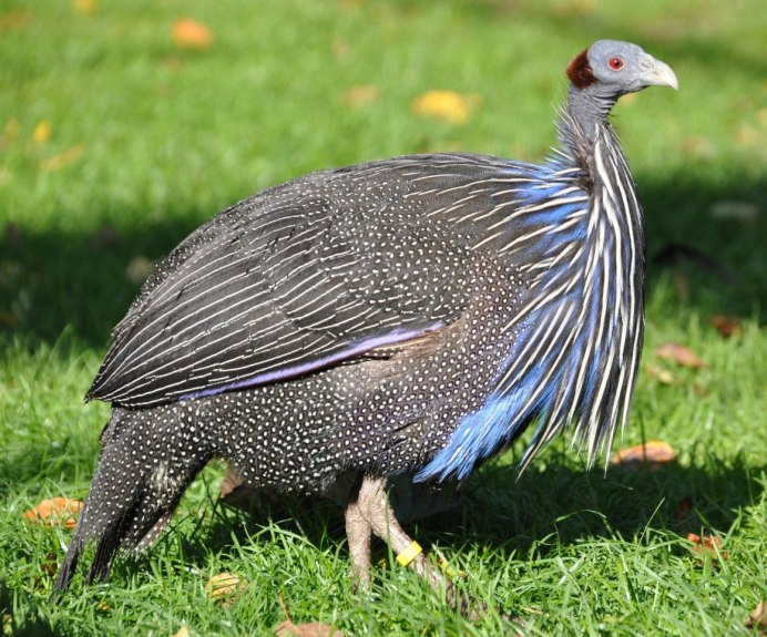 Цесарка птица