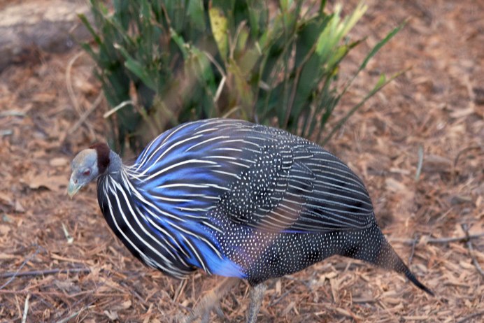 Грифовая цесарка