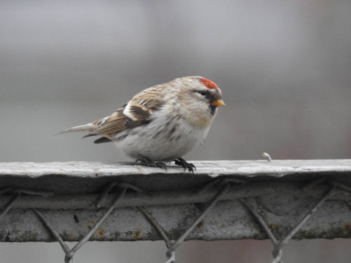 Тетерев Косач хвост