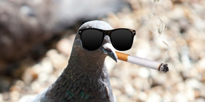 Козгын птица фото