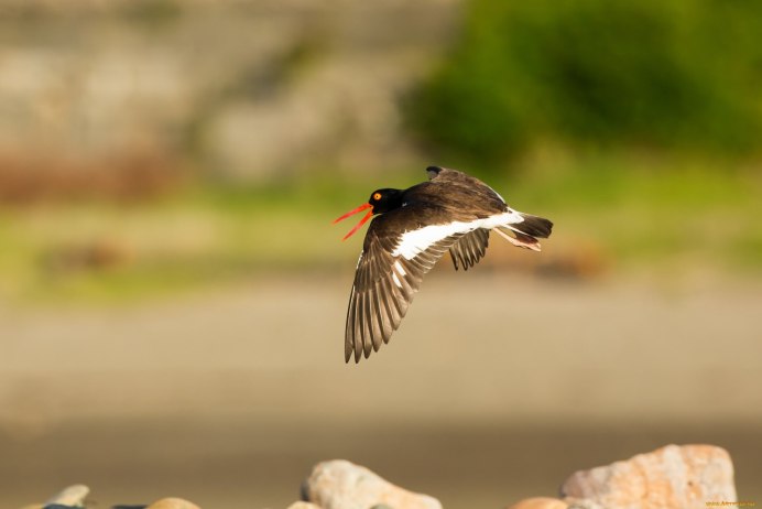 Амадей птица фото