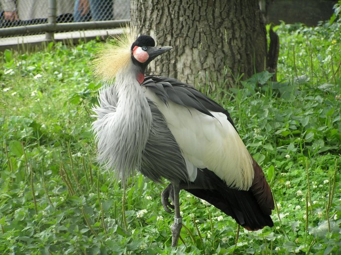 Фазан Дальневосточный