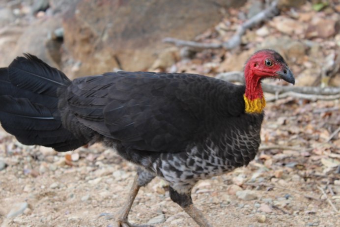 Загадочная птица