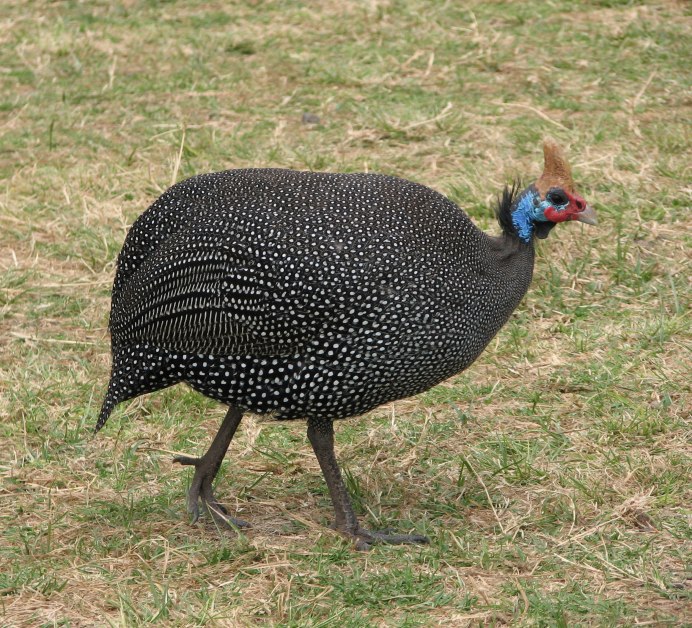 Цесарка птица