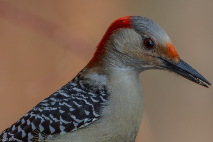 Птица с сигаретой