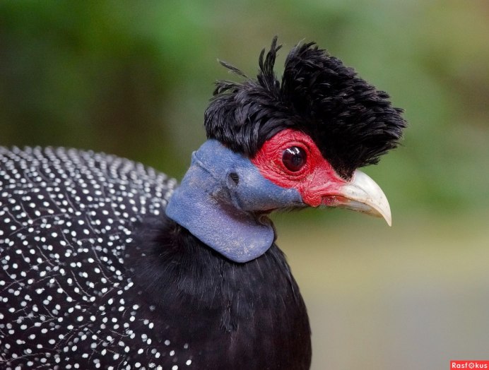 Хохлатая цесарка цесарка