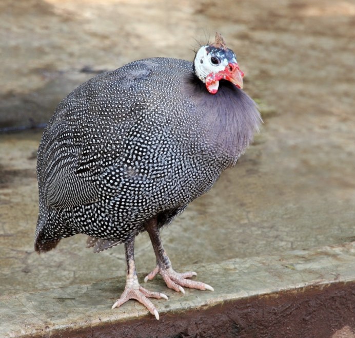 Цесарка серо-крапчатая бройлерная
