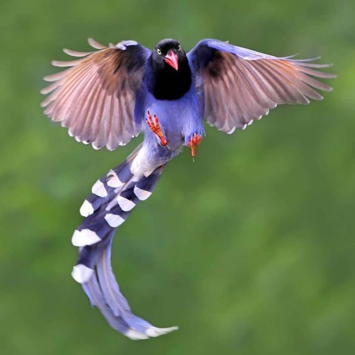 Домашний скот и птица