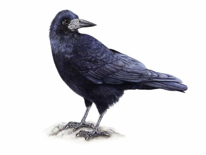 Грач птица для детей