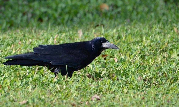 Перелетные птицы Грач для детей