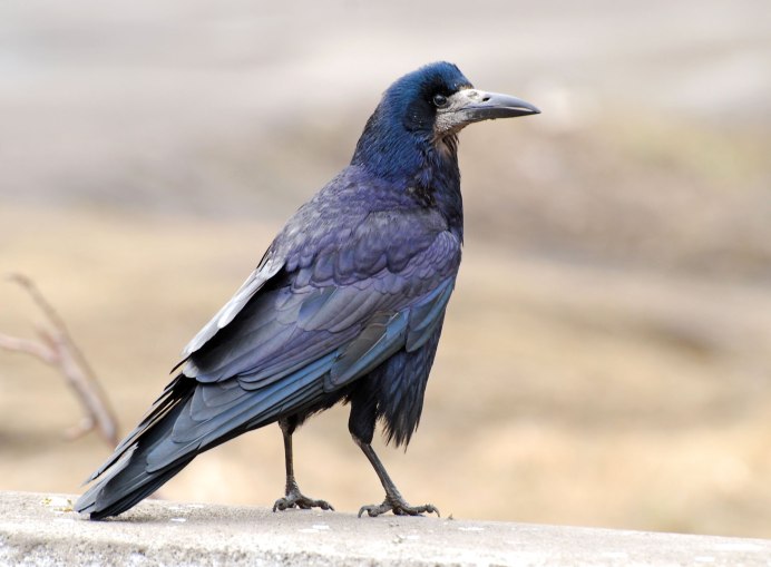 Грач фото на белом фоне