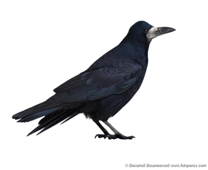 Ворона на белом фоне