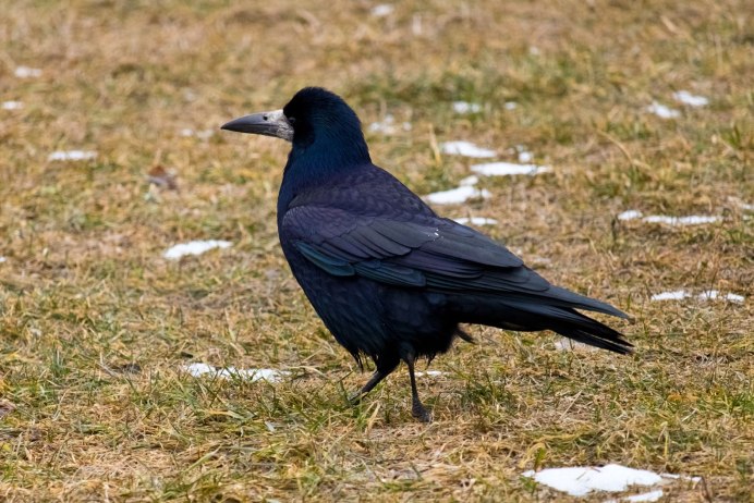 Ворон на белом фоне