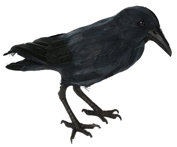 Белоносый Грач