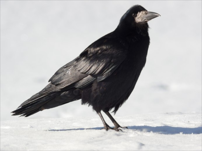 Перелетные птицы Грач для детей