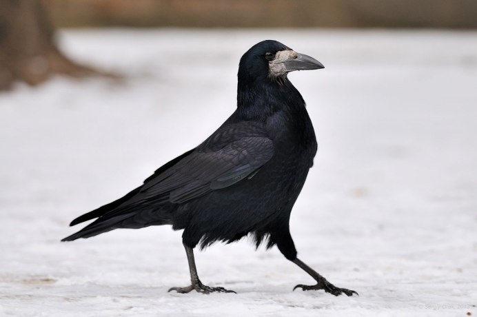 Грач портрет