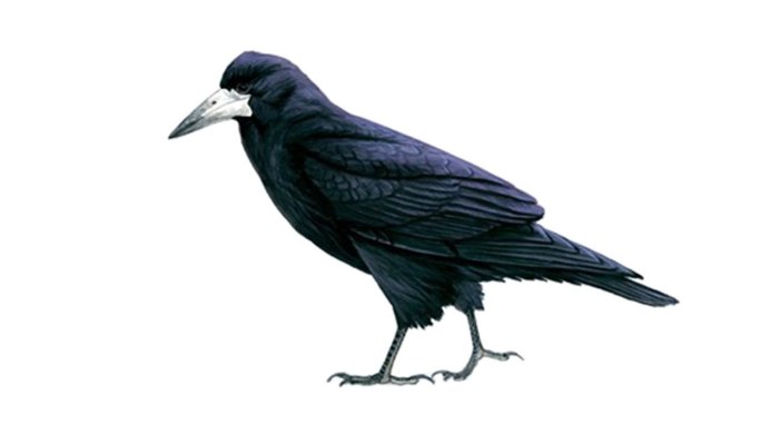 Белый ворон на черном фоне