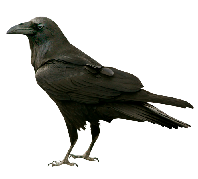 Ворон на прозрачном фоне