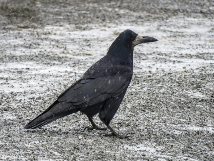 Грач на белом фоне