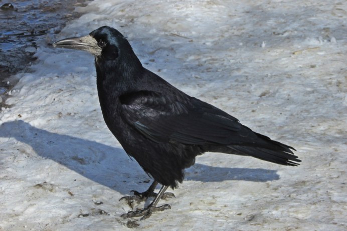 Ворон на белом фоне