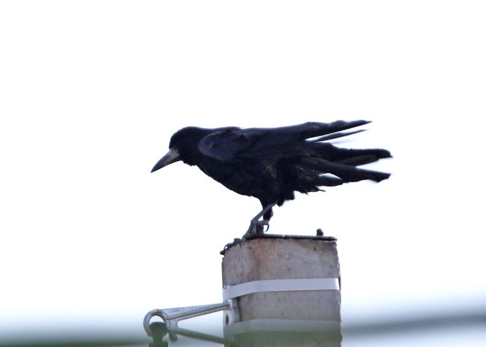 Грач картинка на белом фоне