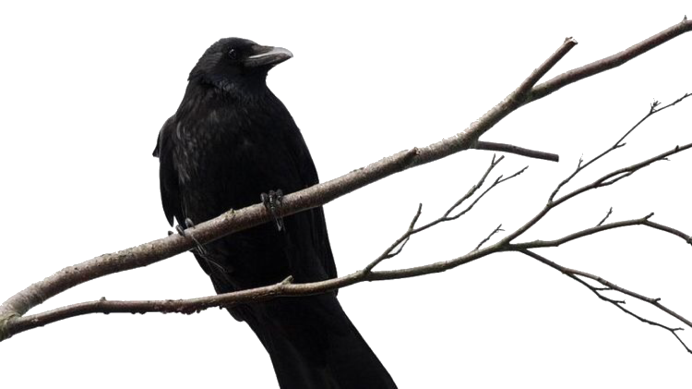 Вороны на белом фоне