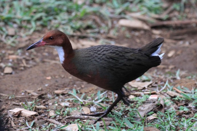 Malacocincla perspicillata