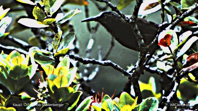 Eastern Towhee птица