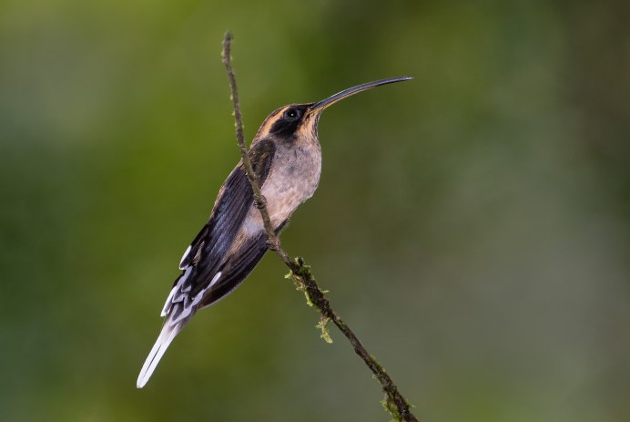 Плотва обыкновенная (rutilus rutilus)