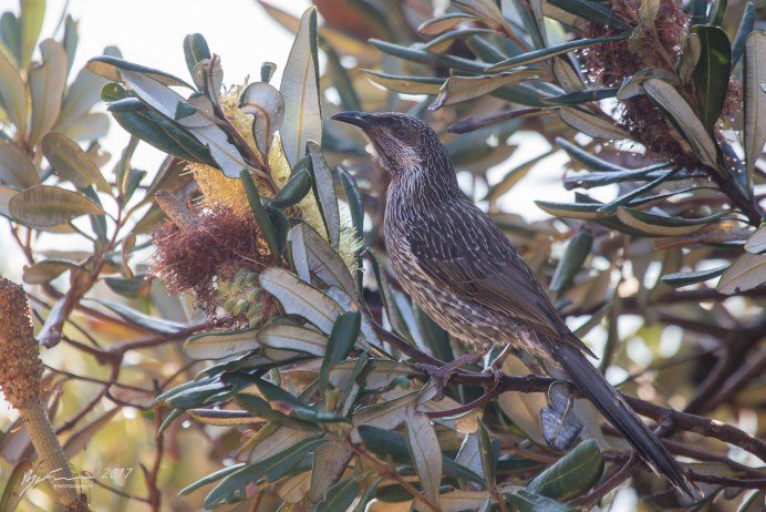 Taxidermied Bird