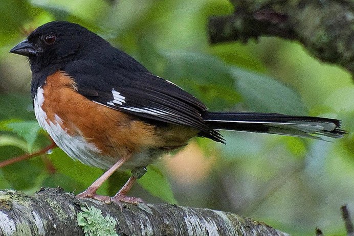 Лопатень Eurynorhynchus Pygmeus