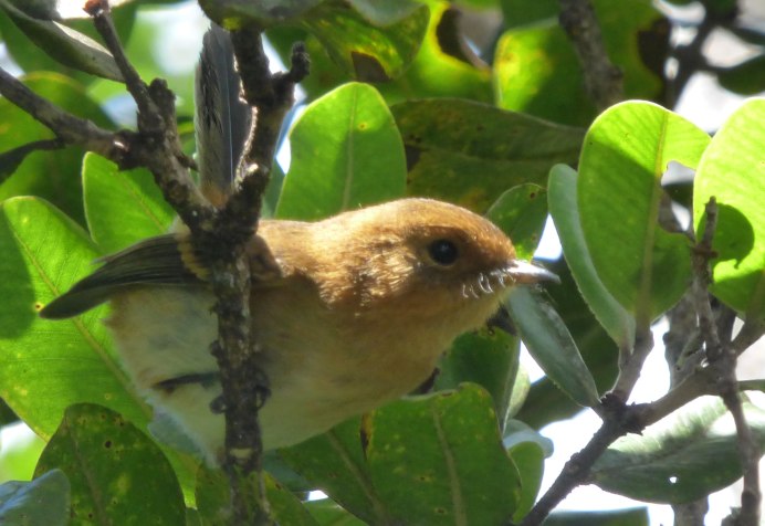 Moho braccatus