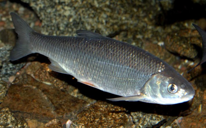 Phaethornis rupurumii