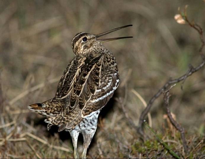 The great Snipe (Gallinago Media)